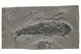 Devonian Lobe-Finned Fish (Osteolepis) Fossil - Scotland #217942-1